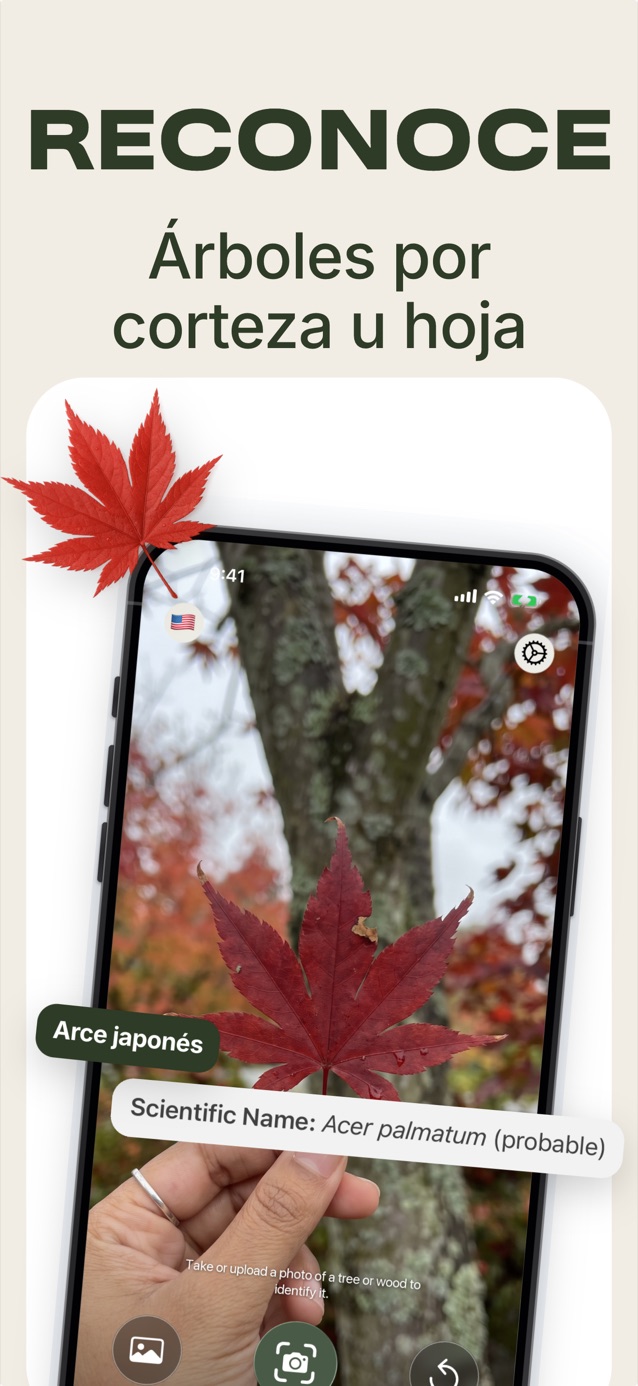 Identifica árboles por la corteza o las hojas: LasWood reconoce un arce japonés, Acer palmatum