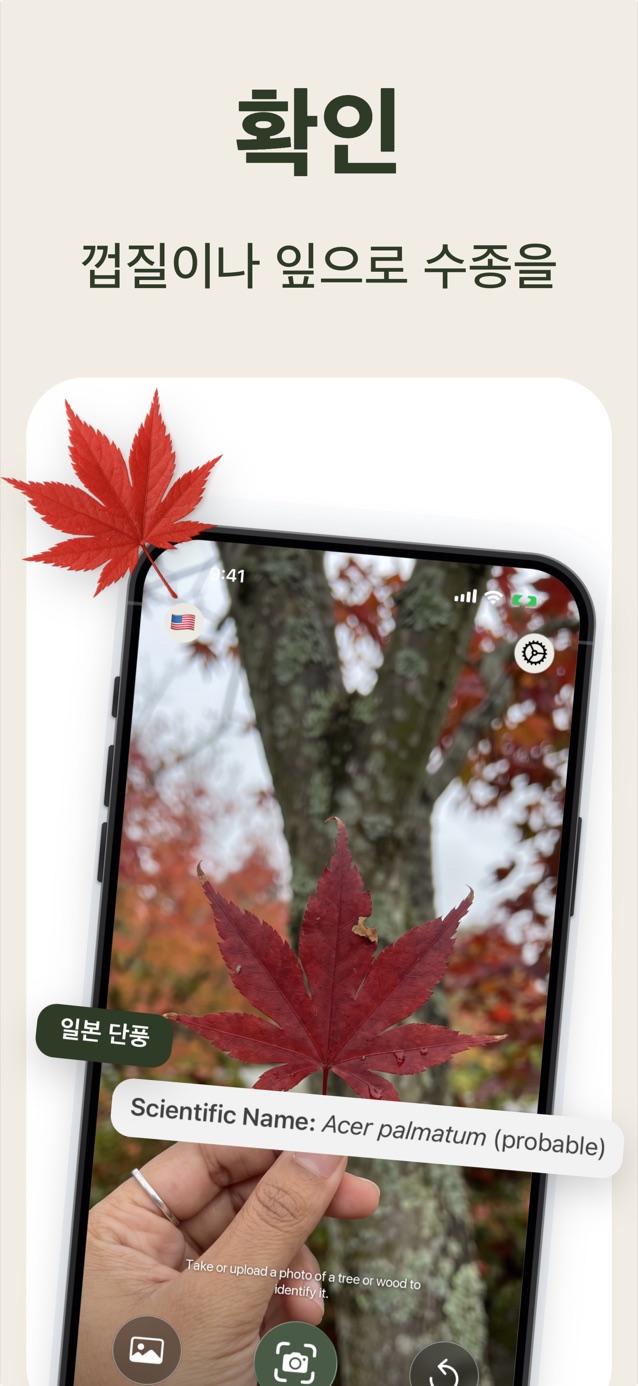 나무껍질이나 잎으로 나무 식별: LasWood로 일본단풍나무 Acer palmatum 알아보기