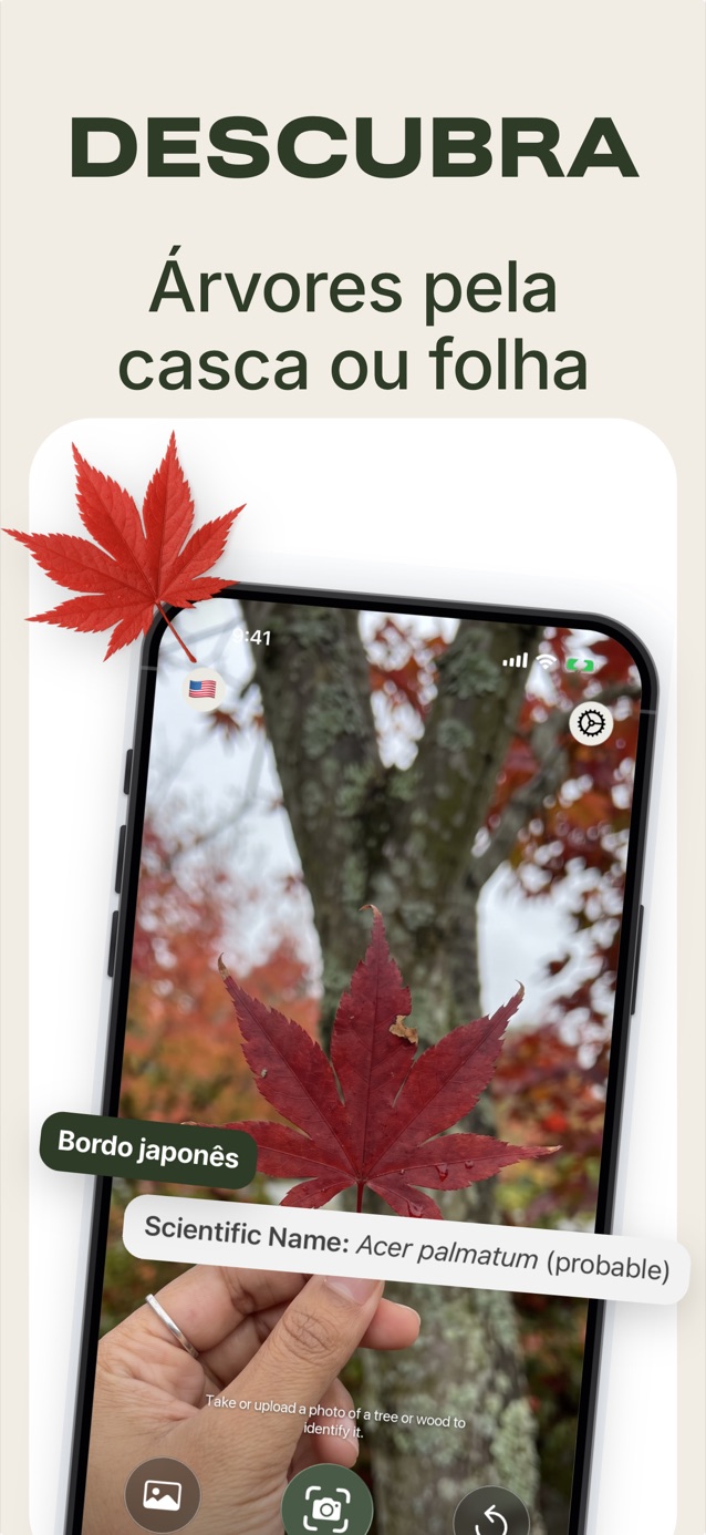 Identifique árvores pela casca ou pelas folhas: o LasWood reconhece um bordo-japonês, Acer palmatum
