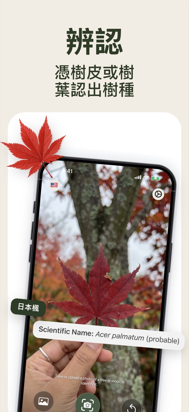 從樹皮或葉片辨認樹種：LasWood 辨識雞爪槭 Acer palmatum